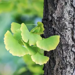Artrocen-Max-Ginkgo-Biloba